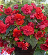 Begónia previsnutá Red Glory - Begonia odorata - predaj cibuľovín - 2 ks