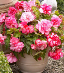 Begónia Pink Balcony - Begonia tuberhybrida - predaj cibuľovín - 2 ks