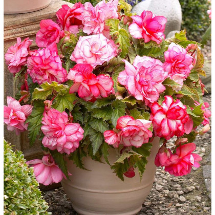 Begónia Pink Balcony - Begonia tuberhybrida - predaj cibuľovín - 2 ks