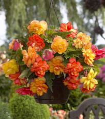 Begónia Golden Balcony - Begonia tuberhybrida - predaj cibuľovín - 2 ks