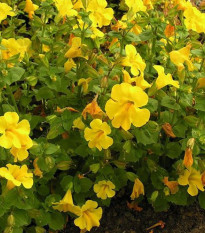 Čarodejka žltá - Mimulus luteus - predaj semien - 200 ks