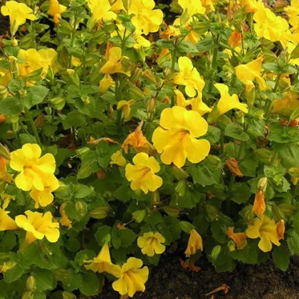 Čarodejka žltá - Mimulus luteus - predaj semien - 200 ks