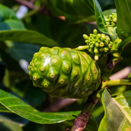 Noni - Morinda citrifolia - semiačka - 5 ks