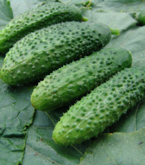 Uhorka nakladačka Zuzana - Cucumis sativus - semiačka - 30 ks