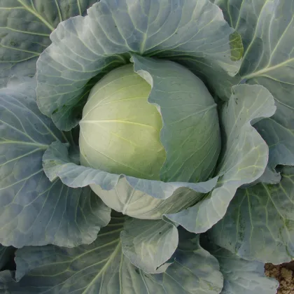 Kapusta Polar - Brassica oleracea - predaj semien - 200 ks