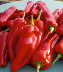 Paprika ročná Radmila F1 - kápia - Capsicum annuum - predaj semien - 9 ks