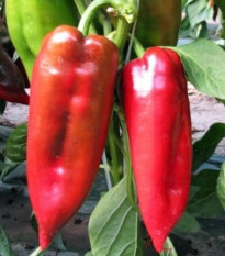 Paprika ročná Rafaelus F1 - kápia - Capsicum annuum - predaj semien - 9 ks