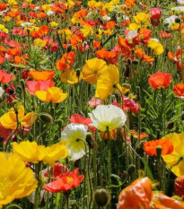 Mak islandský zmes farieb - Papaver nudicaule - predaj semien - 50 ks