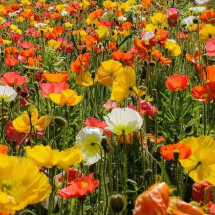 Mak islandský zmes farieb - Papaver nudicaule - predaj semien - 50 ks