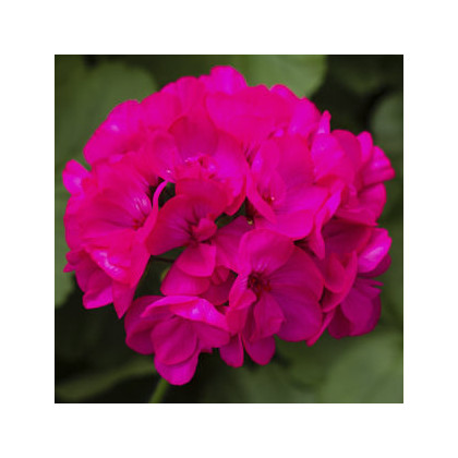 Muškát páskatý Nekita F1 Deep Rose - Pelargonium zonale - predaj semien - 4 ks