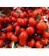 Bio Paradajka poľná zakrslá Saint Pierre - Solanum lycopersicum - predaj bio semien - 7 ks