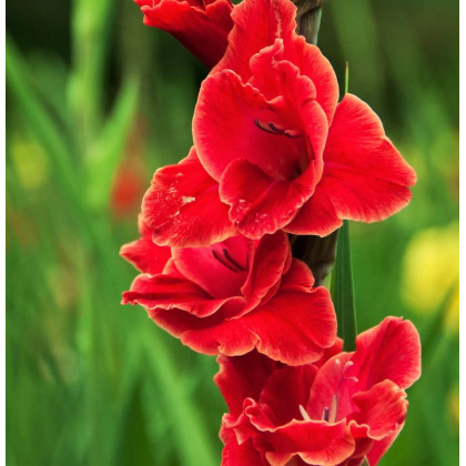 Gladiola Atom - Gladiolus - predaj cibuľovín - 3 ks