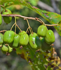 Minikiwi - Actinidia arguta - semiačka - 5 ks