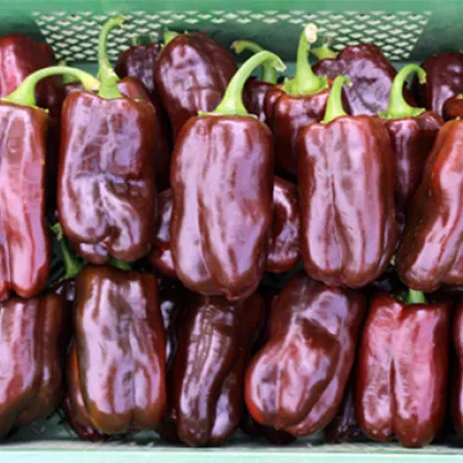 Bio Paprika Chocobell - Capsicum annuum - predaj bio semien - 8 ks