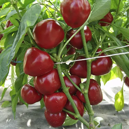 Paradajková paprika Dumas - Capsicum annuum - predaj semien - 15 ks