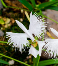 Vtáčia orchidea - Habenaria radiata - predaj cibuľovín - 1 ks