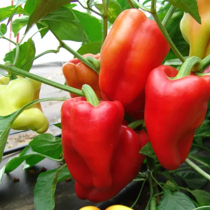 Paprika Andrea - Capsicum annuum - semiačka - 20 ks