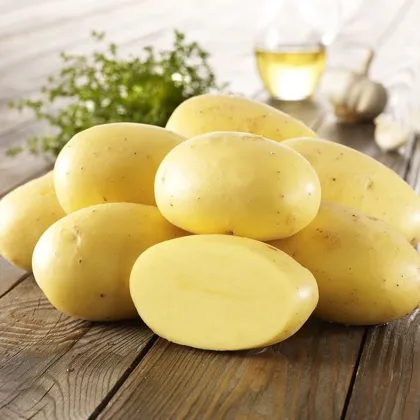 Sadbové zemiaky Agria - Solanum tuberosum - Kiepenkerl - 10 ks