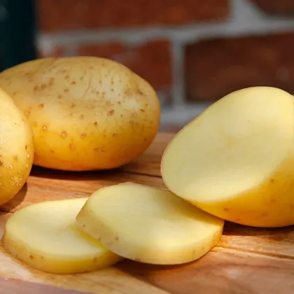 Bio sadbové zemiaky Belana - Solanum tuberosum - Kiepenkerl - 10 ks