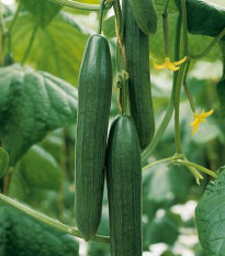 Bio Uhorka šalátová Kalunga F1 - Cucumis sativus - predaj bio semien - 4 ks