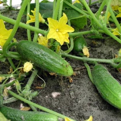 Bio Uhorka nakladačka Hokus - Cucumis sativus - predaj bio semien - 10 ks