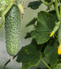 Uhorka nakladačka Excelsior F1 - Cucumis sativus - predaj semien - 7 ks