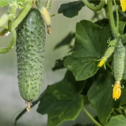 Uhorka nakladačka Excelsior F1 - Cucumis sativus - predaj semien - 7 ks