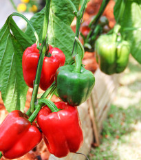 Bio Paprika Yolo Wonder - Capsicum annuum - predaj bio semien - 10 ks