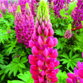 Vlčí bôb - Lupina mnoholistá Lupini Red - Lupinus polyphyllus - predaj semien - 15 ks