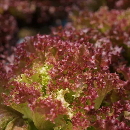 Bio Šalát listový kučeravý Lollo Rossa - Lactuca sativa - predaj bio semien - 80 ks