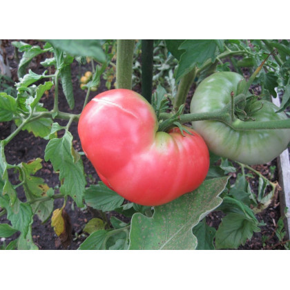Paradajka Ponderosa Pink - kolíková odroda - Solanum lycopersicum - Semená rajčiaka - 7 ks