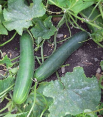 Bio Uhorka šalátová Tanja - Cucumis sativus - predaj bio semien - 10 ks