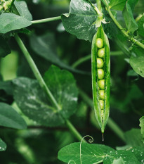 Bio Hrach dreňový Malý Rheinland - Pisum sativum - predaj bio semien hrachu - 45 ks