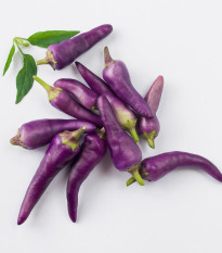 Chilli Jalapeno fialové - Capsicum annuum - predaj semien - 6 ks