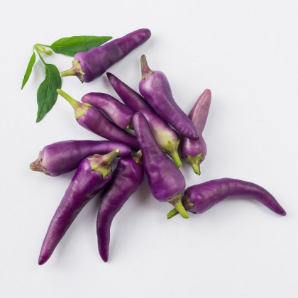 Chilli Jalapeno fialové - Capsicum annuum - predaj semien - 6 ks