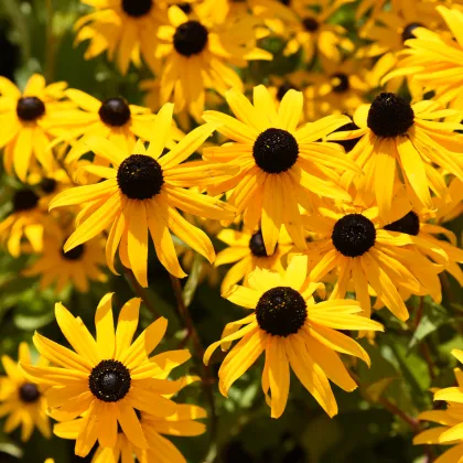 Rudbekia okázalá Speciosa - Rudbeckia speciosa - voľnokorenné sadenice rudbekie - 1 ks