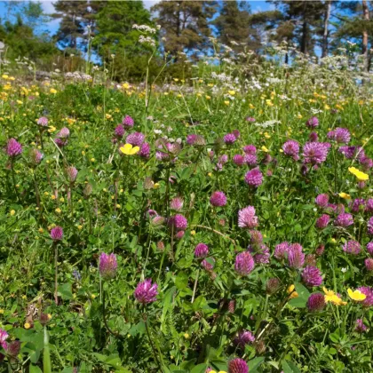 Lúka pre suchú pôdu kvetnatá - Planta Naturalis - lúčna zmes - 10 g