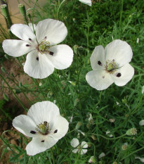 Mak bielokvetý - Papaver maculosum - predaj semien - 100 ks