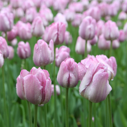 Tulipán Candy Prince - Tulipa - predaj cibuľovín - 3 ks