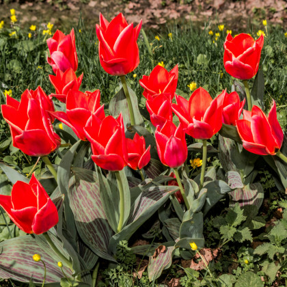 Tulipán Oriental Beauty - Tulipa - predaj cibuľovín - 3 ks