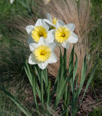 Narcis Ice Follies - Narcissus L. - predaj cibuľovín - 3 ks