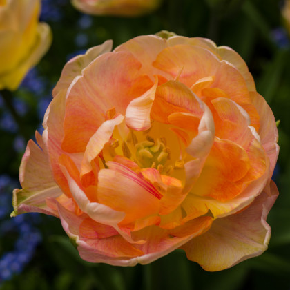 Tulipán Charming lady - Tulipa - predaj cibuľovín - 3 ks