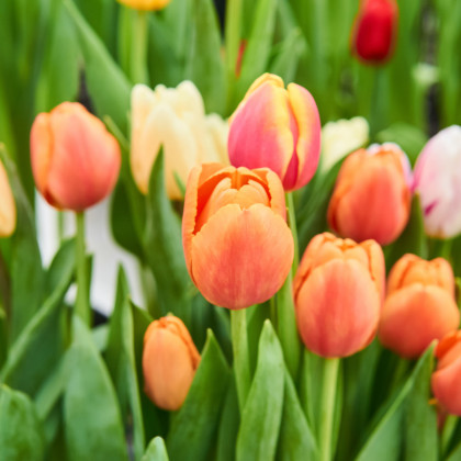 Tulipán Apricot Foxx - Tulipa - predaj cibuľovín - 3 ks