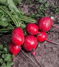 Bio Reďkovka červená Sora - Raphanus sativus - predaj bio semien - 40 ks