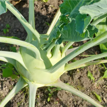 Bio Kaleráb obrí Superschmelz - Brassica oleracea - predaj bio semien - 50 ks