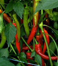 Paprika Poseidon štipľavá - Capsicum annuum - semená papriky - papričky - 15 ks