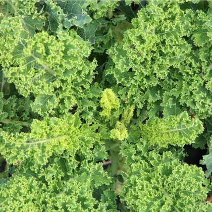 Bio Kel kučeravý Lerchenzungen - Brassica oleracea L. - predaj bio semien - 50 ks