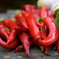 Chilli Kajenské korenie Extra tenké - Capsicum annuum - predaj semien - 7 ks