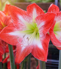 Zornica Minerva - Hippeastrum - predaj cibuľovín - 1 ks