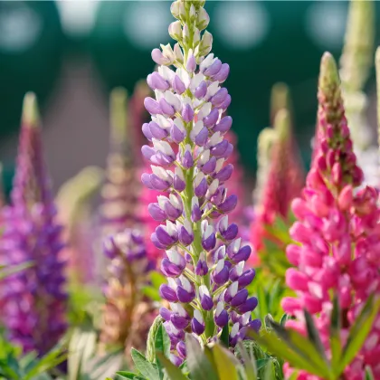 Vlčí bôb Hartwegov - Lupina Avalune Bicolor zmes farieb - Lupinus hartwegii - semienka - 15 ks